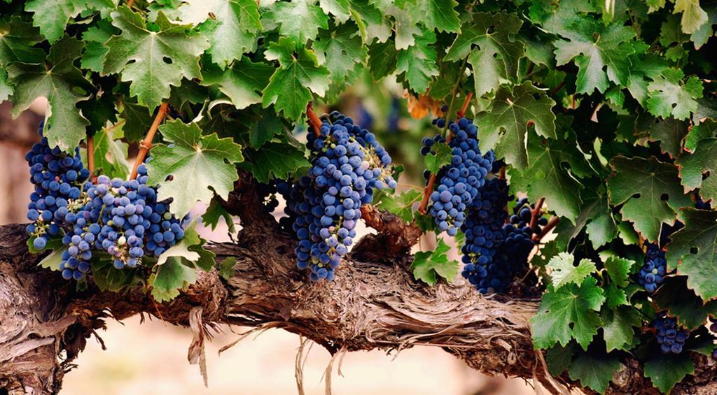 Agriturismo Le Vigne โฟลีโญ ภายนอก รูปภาพ